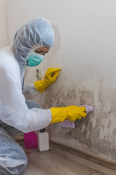 Best Mold Remediation for Healthcare Facilities  in USA